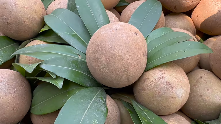 Chikoo - Fresh Produce